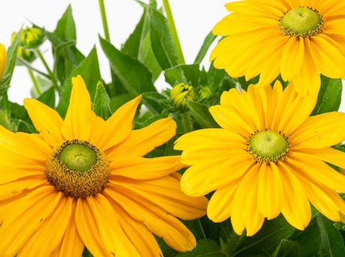 Rudbeckia SUNBECKIA OLIVIA