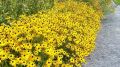 Rudbekia Błyskotliwa GOLDSTRUM