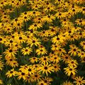 Rudbekia Błyskotliwa GOLDSTRUM