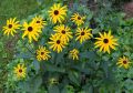 Rudbekia Błyskotliwa GOLDSTRUM
