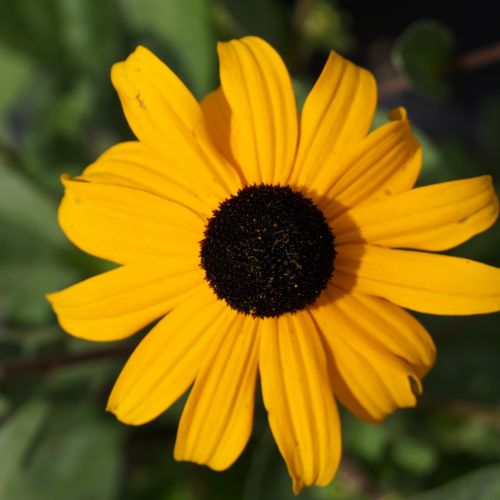 Rudbeckia fulgida  GOLDSTRUM