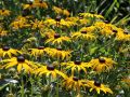 Rudbekia Błyskotliwa GOLDSTRUM