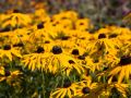 Rudbekia Błyskotliwa GOLDSTRUM