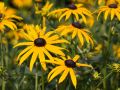 Rudbekia Błyskotliwa GOLDSTRUM