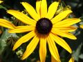 Rudbekia Błyskotliwa GOLDSTRUM