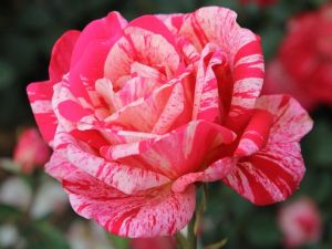 Edelrose  PAPAGENA