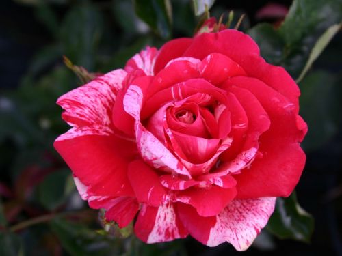 Großblütige Rose Papagena - auf Stamm