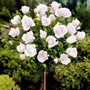 Großblütige weiße Rose Virgo - auf Stamm