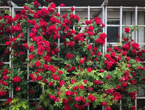 Kletterrose in Rot
