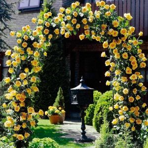 Kletterrose GELB