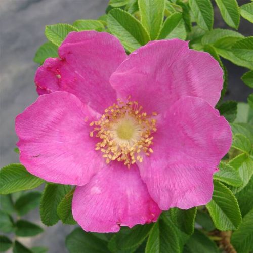 Essbare Beetrose – Rosa