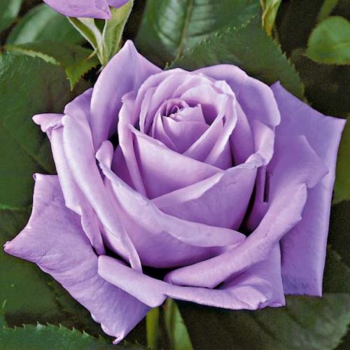 Edelrose  MAINZER FASTNACHT