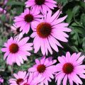 JEŻÓWKA PURPUROWA PRAIRIE SPLENDOR DEEP ROSE