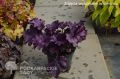 Żurawka FOREVER PURPLE