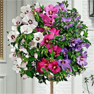 HIBISKUS TRICOLOR – Ketmie 3 Farben
