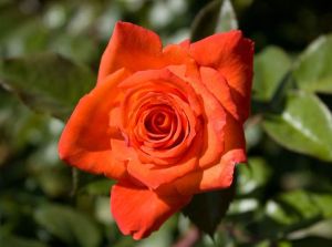 Edelrose  MONICA