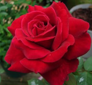 Edelrose bordowa