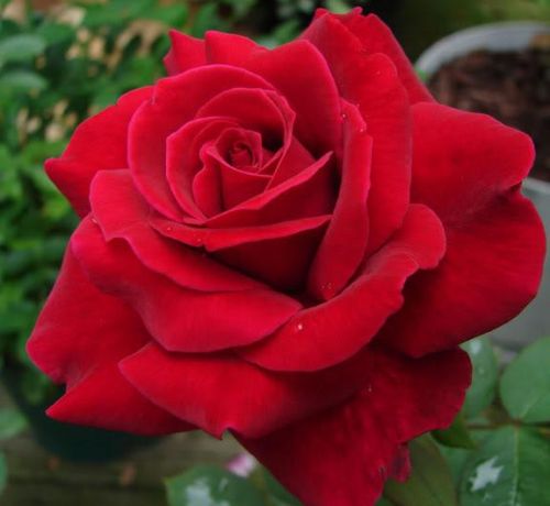 Edelrose bordowa