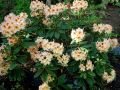 Różanecznik Rhododendron BERNSTEIN
