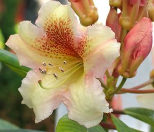 Rhododendron BERNSTEIN