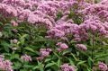 Sadziec plamisty ATROPURPUREUM