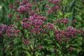 Sadziec plamisty ATROPURPUREUM