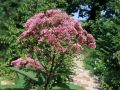 Sadziec plamisty ATROPURPUREUM