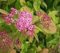 Tawuła Japońska MACROPHYLLA