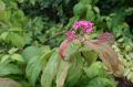 Tawuła Japońska MACROPHYLLA
