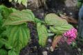 Tawuła Japońska MACROPHYLLA