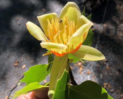 Tulpenbaum Amerikanischer TULIPIFERA