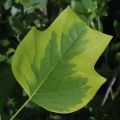 Tulipanowiec Amerykański TULIPIFERA