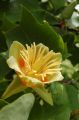 Tulipanowiec Amerykański TULIPIFERA
