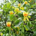 Tulipanowiec Amerykański TULIPIFERA