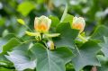 Tulipanowiec Amerykański TULIPIFERA
