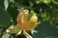 Tulipanowiec Amerykański TULIPIFERA