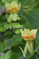 Tulipanowiec Amerykański TULIPIFERA