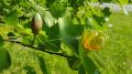 Tulipanowiec Amerykański TULIPIFERA