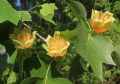 Tulipanowiec Amerykański TULIPIFERA