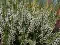 Wrzos LONG WHITE