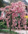 Wiśnia Japońska KIKU SHIDARE ZAKURA 170 cm