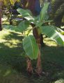 Bananowiec Musa Basjoo