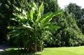 Bananowiec Musa Basjoo