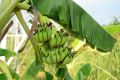 Bananowiec Musa Basjoo