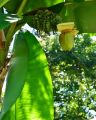 Bananowiec Musa Basjoo
