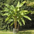 Bananowiec Musa Basjoo