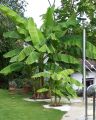 Bananowiec Musa Basjoo