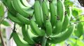 Bananowiec Musa Basjoo