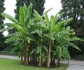 Bananowiec Musa Basjoo