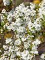 Obiela wielkokwiatowa Magical Springtime